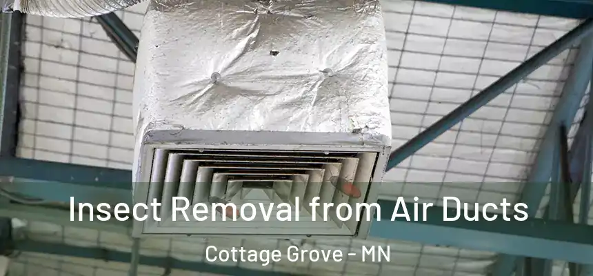  Insect Removal from Air Ducts Cottage Grove - MN